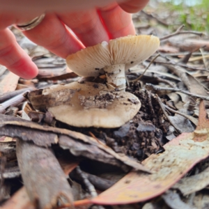 Amanita sp. at QPRC LGA - 15 Jan 2024