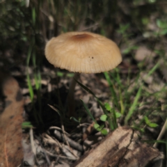 Unidentified Cap on a stem; gills below cap [mushrooms or mushroom-like] at Captains Flat, NSW - 15 Jan 2024 by Csteele4