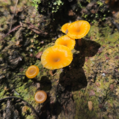 Lichenomphalia chromacea (Yellow Navel) at Captains Flat, NSW - 15 Jan 2024 by Csteele4