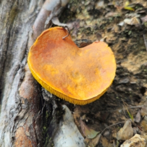 Phylloporus sp. at QPRC LGA - 15 Jan 2024