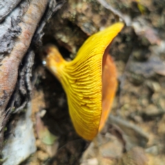 Phylloporus sp. at QPRC LGA - 15 Jan 2024