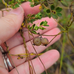 Cassytha pubescens at QPRC LGA - 15 Jan 2024 11:54 AM