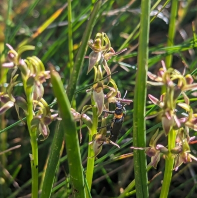 Paraprasophyllum tadgellianum (Tadgell's leek orchid) at Kosciuszko National Park - 11 Jan 2024 by Rebeccajgee