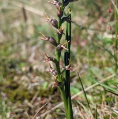 Paraprasophyllum tadgellianum (Tadgell's leek orchid) at Kosciuszko National Park - 11 Jan 2024 by Rebeccajgee