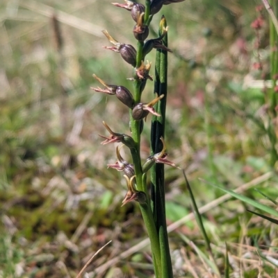 Prasophyllum tadgellianum (Tadgell's leek orchid) at Munyang, NSW - 10 Jan 2024 by Rebeccajgee