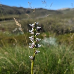 Prasophyllum alpestre (Mauve leek orchid) at Kosciuszko National Park - 10 Jan 2024 by Rebeccajgee