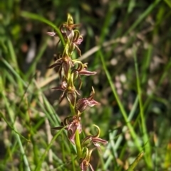 Paraprasophyllum tadgellianum (Tadgell's leek orchid) at Kosciuszko National Park - 11 Jan 2024 by Rebeccajgee
