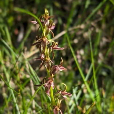 Paraprasophyllum tadgellianum (Tadgell's leek orchid) at Kosciuszko National Park - 11 Jan 2024 by Rebeccajgee