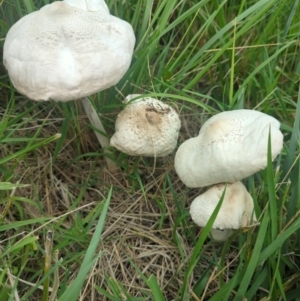 Macrolepiota dolichaula at Wright, ACT - 15 Jan 2024