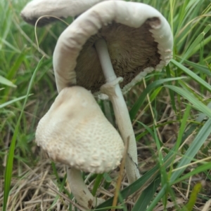 Macrolepiota dolichaula at Wright, ACT - 15 Jan 2024