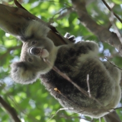 Phascolarctos cinereus (Koala) at Ormiston, QLD - 12 Jan 2024 by TimL