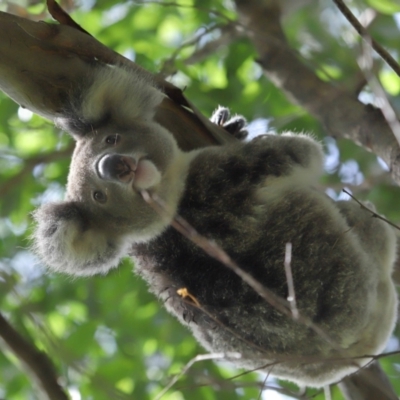 Phascolarctos cinereus (Koala) at Ormiston, QLD - 12 Jan 2024 by TimL