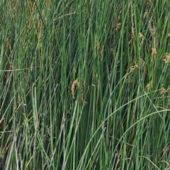 Schoenoplectus validus (River Club-rush) at Fyshwick, ACT - 15 Jan 2024 by Steve818