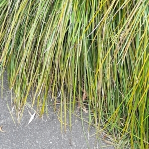 Ptilogyna (Plusiomyia) gracilis at Australian National University - 15 Jan 2024