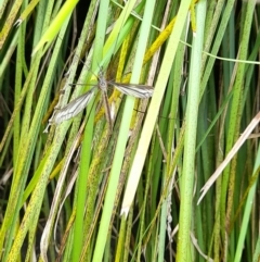 Ptilogyna (Plusiomyia) gracilis at Australian National University - 15 Jan 2024