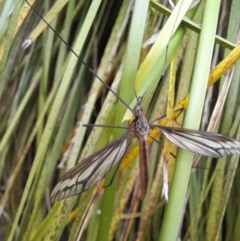 Ptilogyna (Plusiomyia) gracilis at Australian National University - 15 Jan 2024