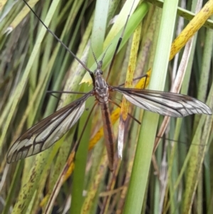 Ptilogyna (Plusiomyia) gracilis at Australian National University - 15 Jan 2024