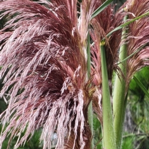 Cortaderia jubata at QPRC LGA - 15 Jan 2024