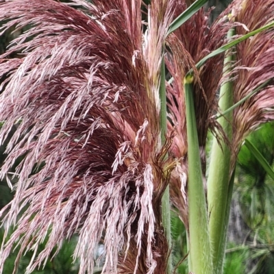 Cortaderia jubata (Pink Pampas Grass) at Sutton, NSW - 15 Jan 2024 by Steve818