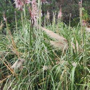 Cortaderia jubata at QPRC LGA - 15 Jan 2024