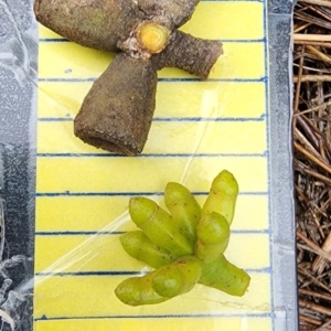 Eucalyptus goniocalyx subsp. goniocalyx at QPRC LGA - 15 Jan 2024