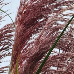 Cortaderia jubata (Pink Pampas Grass) at Sutton, NSW - 15 Jan 2024 by Steve818