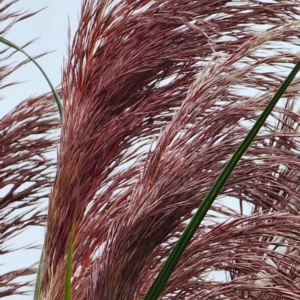 Cortaderia jubata at Sutton, NSW - 15 Jan 2024