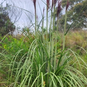 Cortaderia jubata at Sutton, NSW - 15 Jan 2024