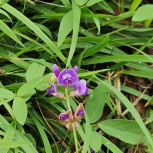 Glycine tabacina at The Pinnacle - 14 Jan 2024 10:23 AM