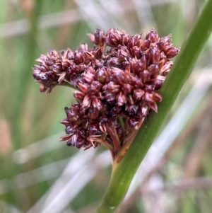 Juncus phaeanthus at Kosciuszko National Park - 10 Jan 2024