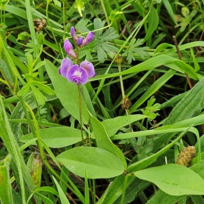 Glycine tabacina (Variable Glycine) at The Pinnacle - 14 Jan 2024 by sangio7