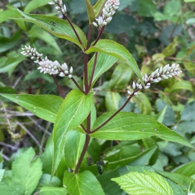 Veronica derwentiana (Derwent Speedwell) at The Tops at Nurenmerenmong - 10 Jan 2024 by JaneR