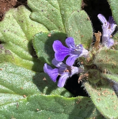 Ajuga australis (Austral Bugle) at The Tops at Nurenmerenmong - 10 Jan 2024 by JaneR