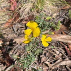 Gompholobium huegelii (Pale Wedge Pea) at The Tops at Nurenmerenmong - 10 Jan 2024 by JaneR