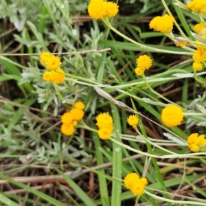 Chrysocephalum apiculatum at The Pinnacle - 14 Jan 2024 10:57 AM