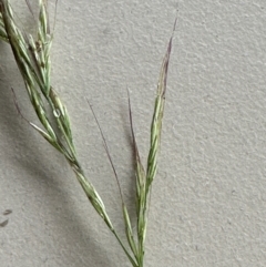 Dichelachne (genus) at Kangaroo Valley, NSW - suppressed