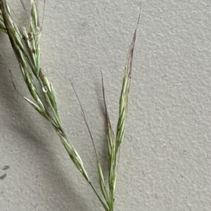 Dichelachne (genus) at Kangaroo Valley, NSW - suppressed