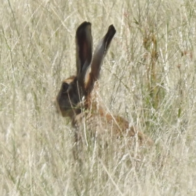 Lepus capensis (Brown Hare) at Wee Jasper, NSW - 13 Jan 2024 by HelenCross