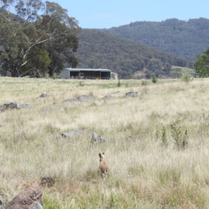 Lepus capensis at Wee Jasper, NSW - 13 Jan 2024