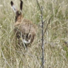 Lepus capensis at Wee Jasper, NSW - 13 Jan 2024