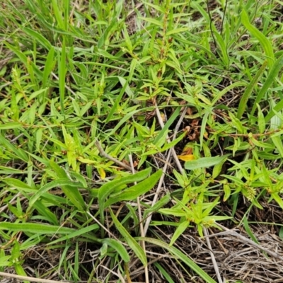 Persicaria prostrata (Creeping Knotweed) at The Pinnacle - 14 Jan 2024 by sangio7