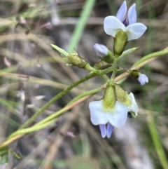 Glycine clandestina (Twining Glycine) at The Tops at Nurenmerenmong - 10 Jan 2024 by JaneR