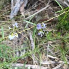 Glycine clandestina at The Tops at Nurenmerenmong - 10 Jan 2024 04:50 PM