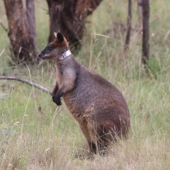 Wallabia bicolor (Swamp Wallaby) at Forde, ACT - 14 Jan 2024 by HappyWanderer