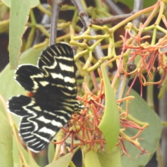 Comocrus behri (Mistletoe Day Moth) at Kambah, ACT - 14 Jan 2024 by HelenCross