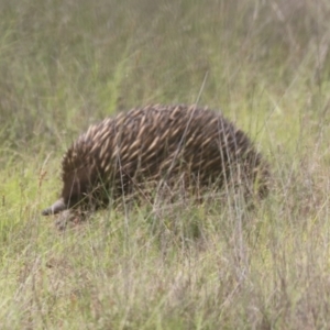 Tachyglossus aculeatus at Mulligans Flat - 14 Jan 2024