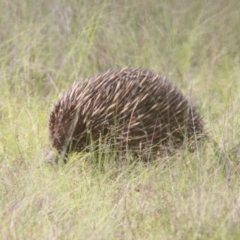 Tachyglossus aculeatus at Mulligans Flat - 14 Jan 2024