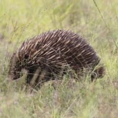 Tachyglossus aculeatus at Mulligans Flat - 14 Jan 2024