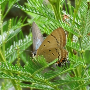 Jalmenus ictinus at Woodstock Nature Reserve - 14 Jan 2024