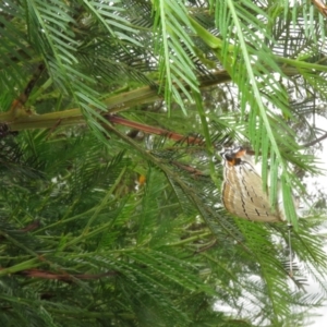 Jalmenus ictinus at Woodstock Nature Reserve - 14 Jan 2024 12:57 PM